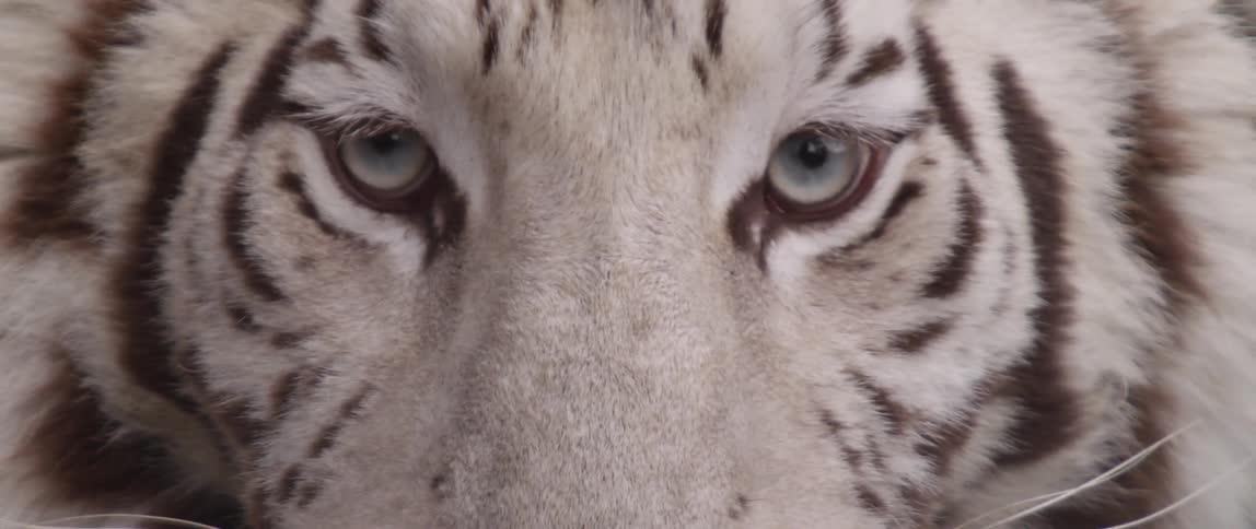 A white tiger blinks and moves around