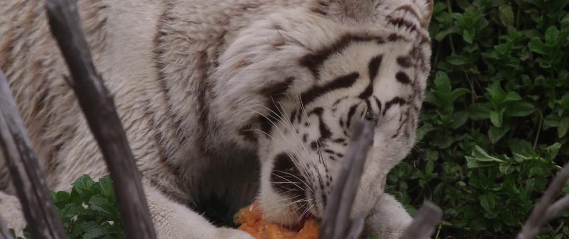 A white tiger eats food