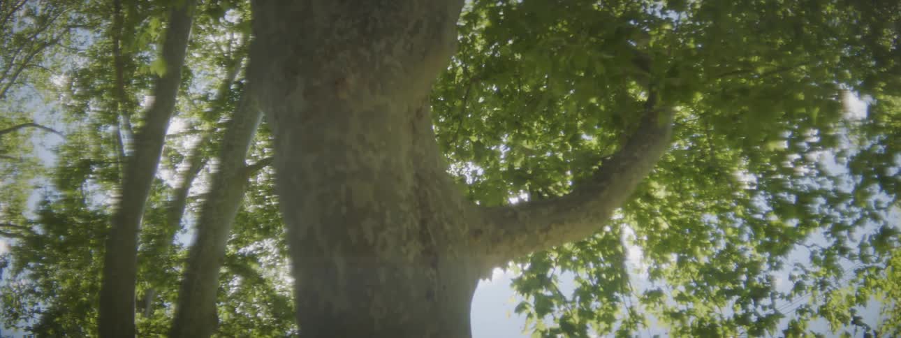 Tree with bright sun flare shining through the leaves