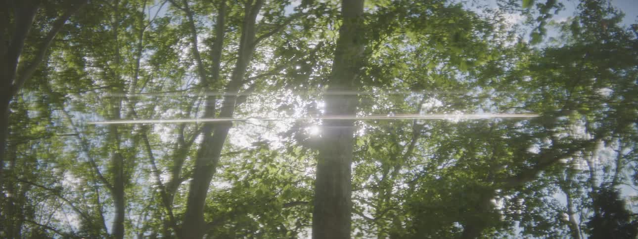 Trees with branches and leaves with the sun sky and clouds in the background