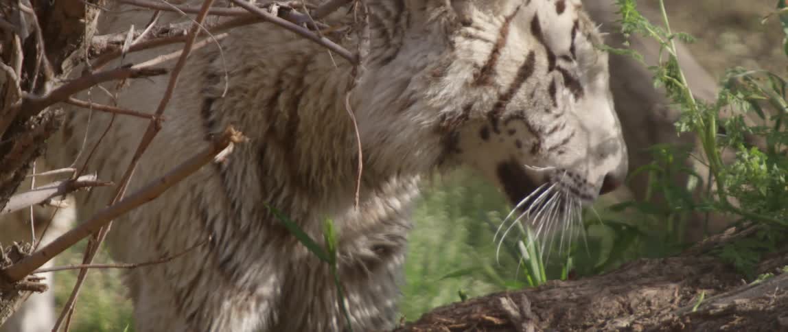 A tiger shakes water from its body