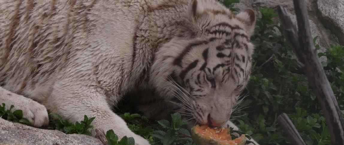 A white tiger is eating a melon