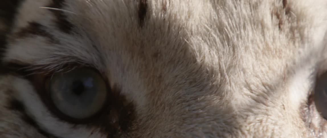 A white tiger's eyes blink