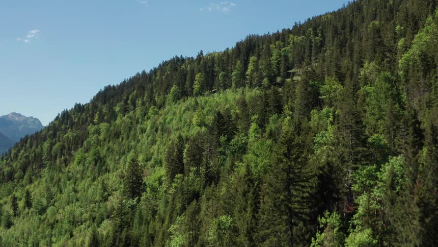 Mountain forest of many pine trees and few clouds in the sky
