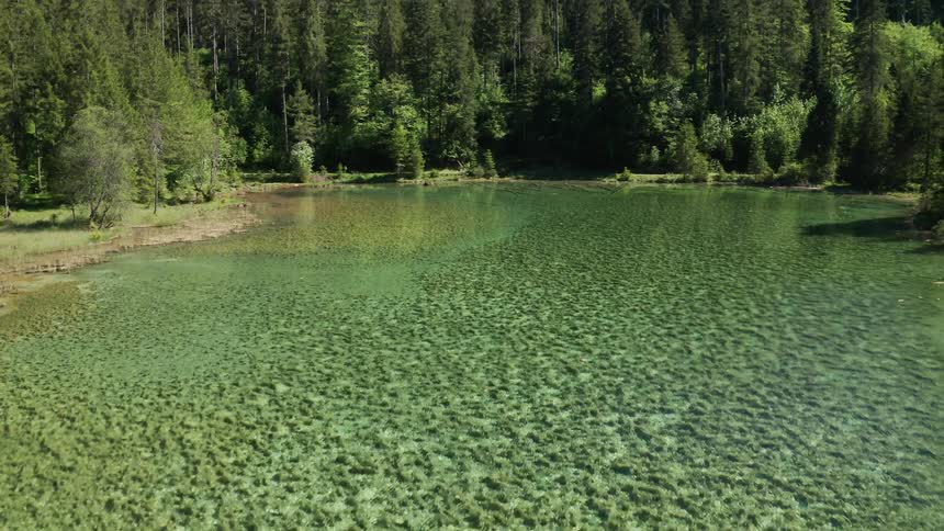 Forest river flowing along the shore with many trees around
