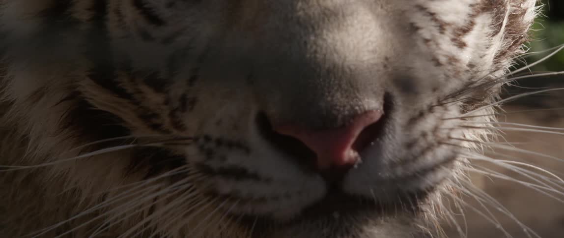 A white tiger licks its lips