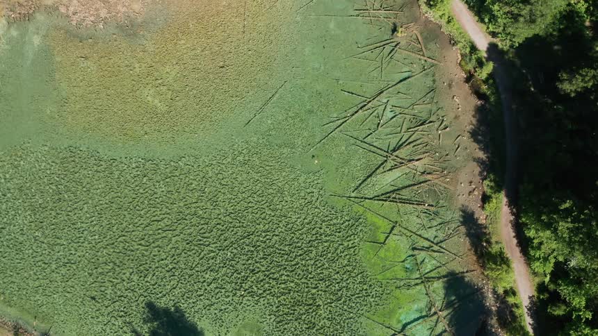 A pond next to a road surrounded by trees