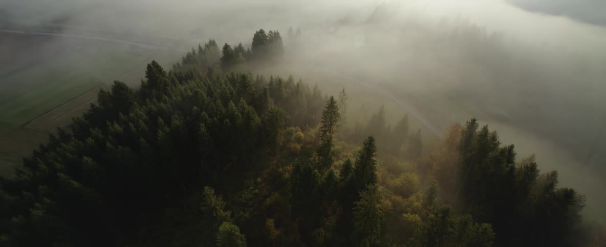 Aerial view of mist covering the pine tree forest on the hills next to the mountains at sunset
