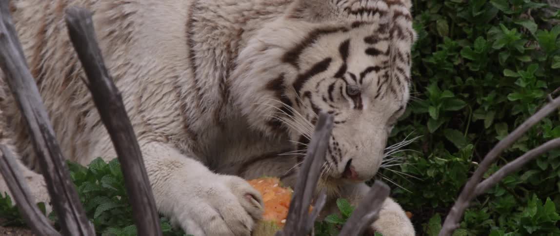 A white tiger is eating some fruit,