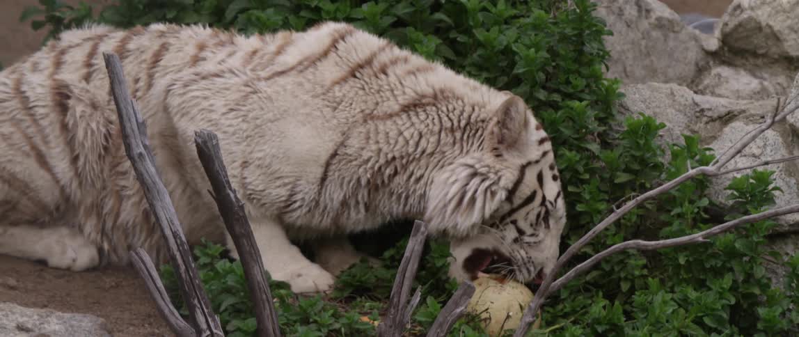 A white tiger chewing on a ball
