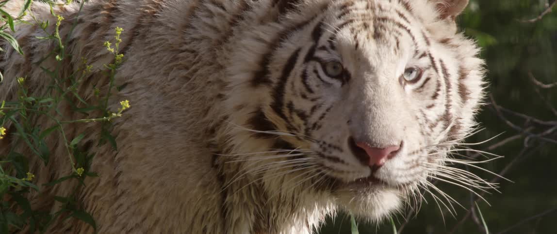 A tiger looks up from the ground and stares at the camera while licking his lips