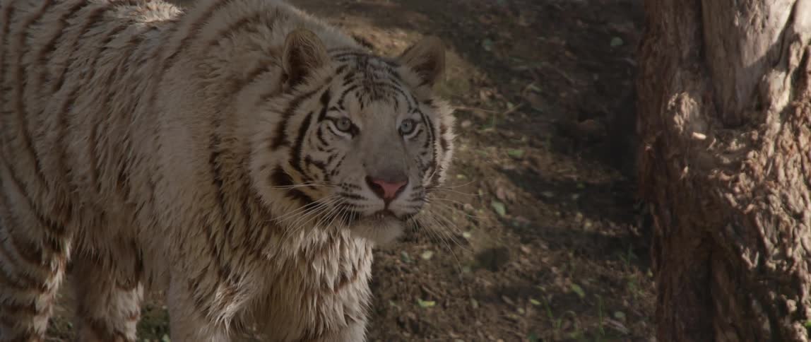 A tiger stares ahead