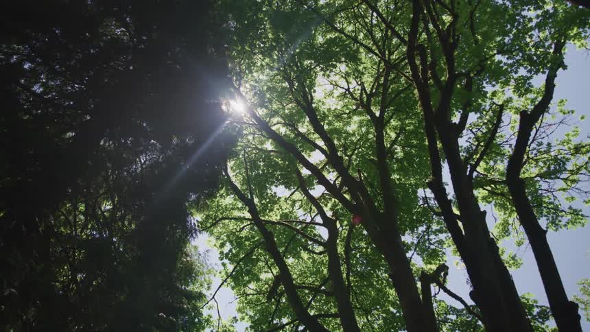 Bright sun flare shining through trees on a clear day
