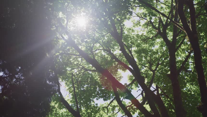 The sun shining down on trees in a forest
