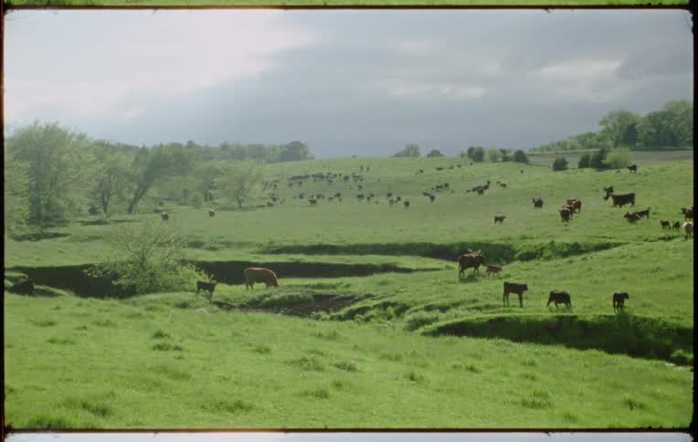 Cows and sheep graze in a large field