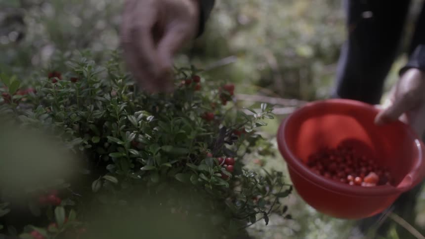 A person is pulling berries from a bush and putting them in a bowl