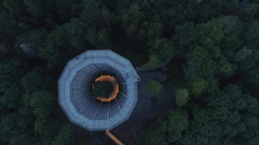 People standing over a scaffolding surrounding a tree in the forest