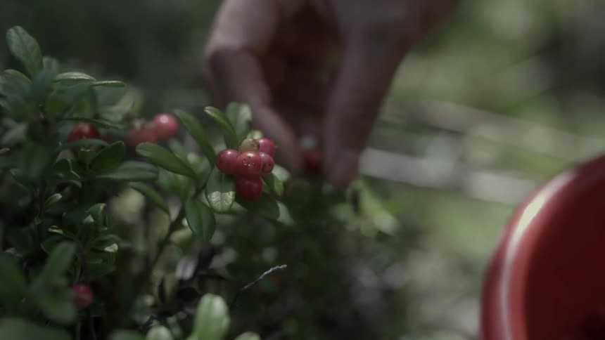 A man's hand picks berries off a bush
