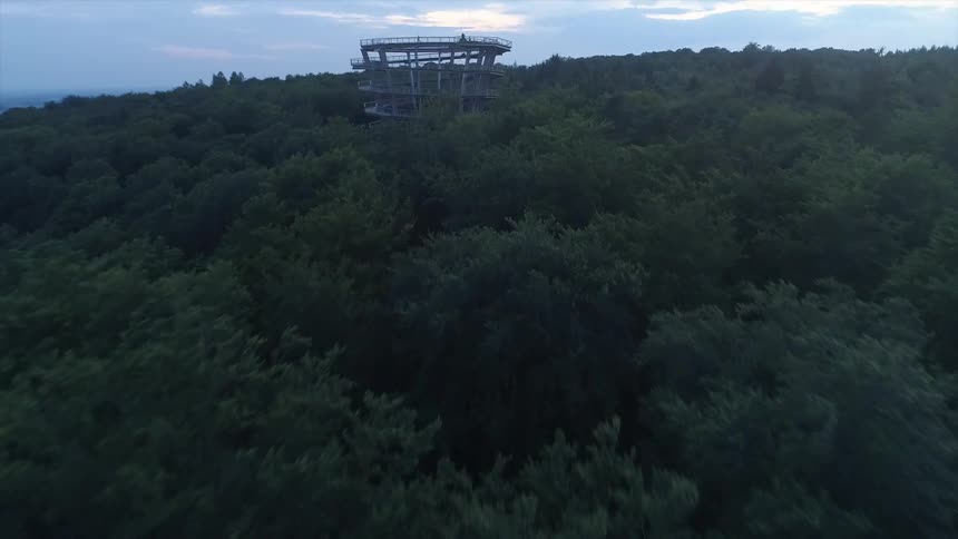 Aerial view of trees in a forest are displayed