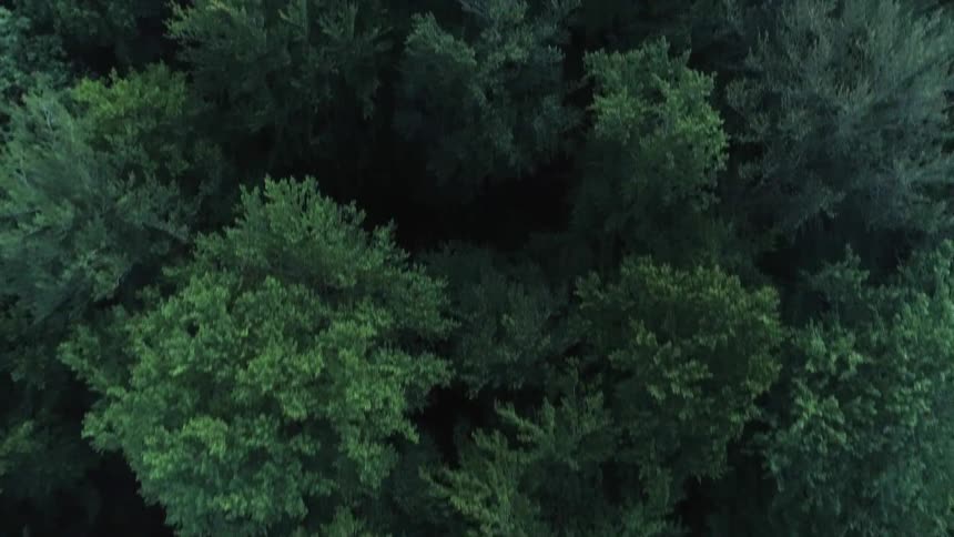 A forest with trees with leaves