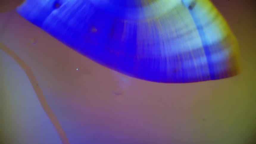Colourful crystals form under a microscope
