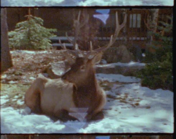 Deer with large horns relaxing on the snow in front of a cabin in the woods