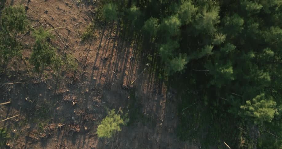 An aerial view of trees and soil in a forest