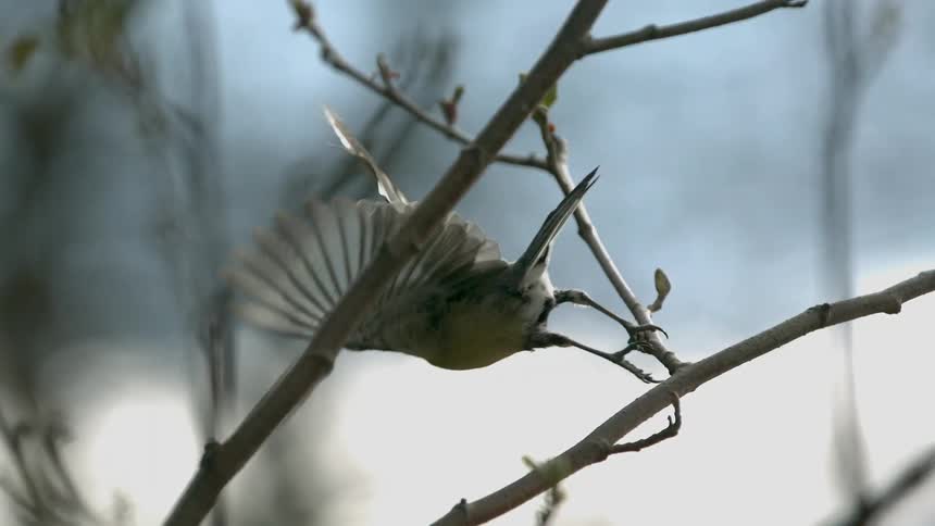 A bird taking off from a branch