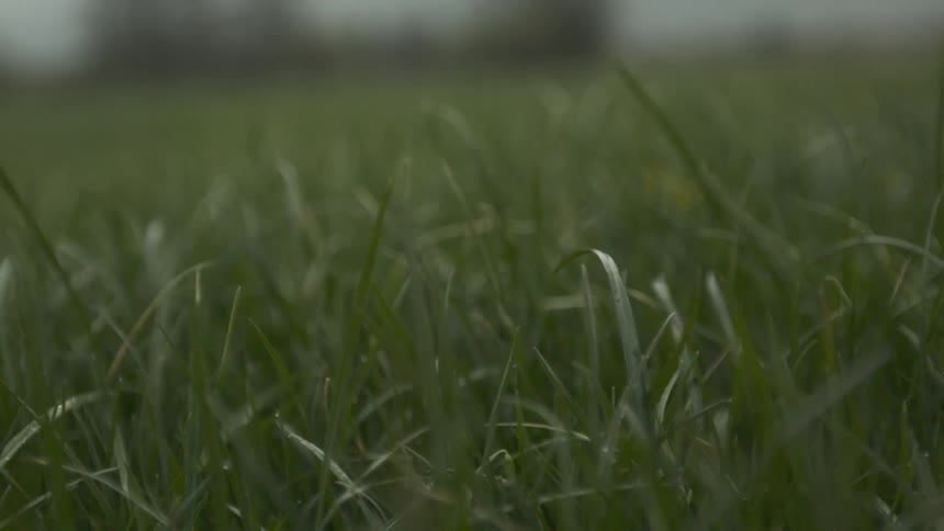 Rain droplets fall on grass in slow motion