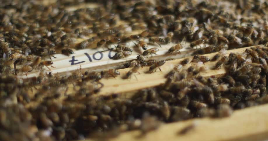 Close up of a swarm of bees over the frames of a wooden beehive