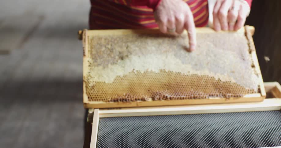 A woman pulls honeycomb out and points at it as a bee flies around