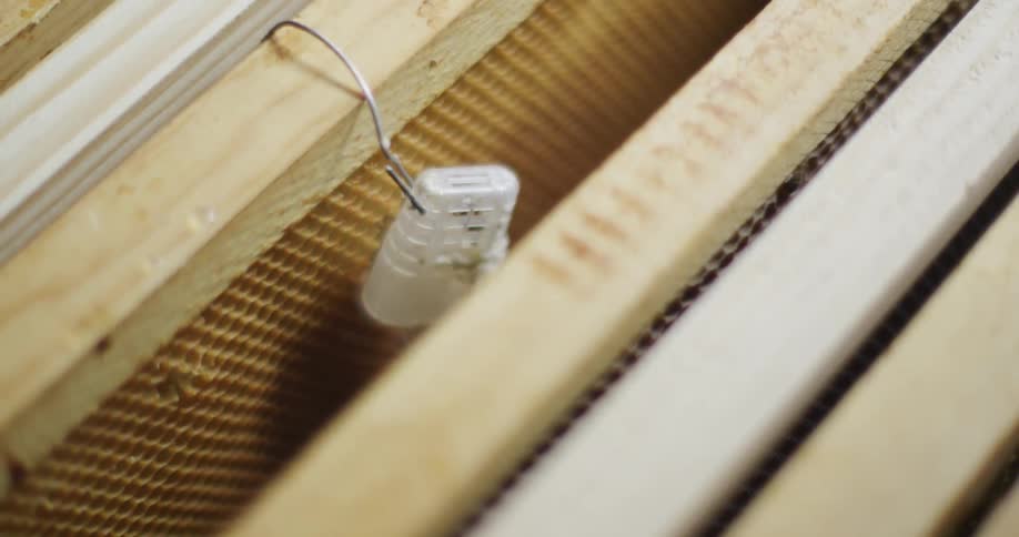 A honey bee inside a small plastic piece hooked onto a honeycomb panel in a beehive