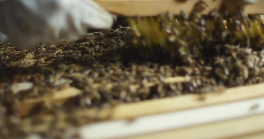A person with gloves and a beekeeping suit brushing bees on top of a beehive
