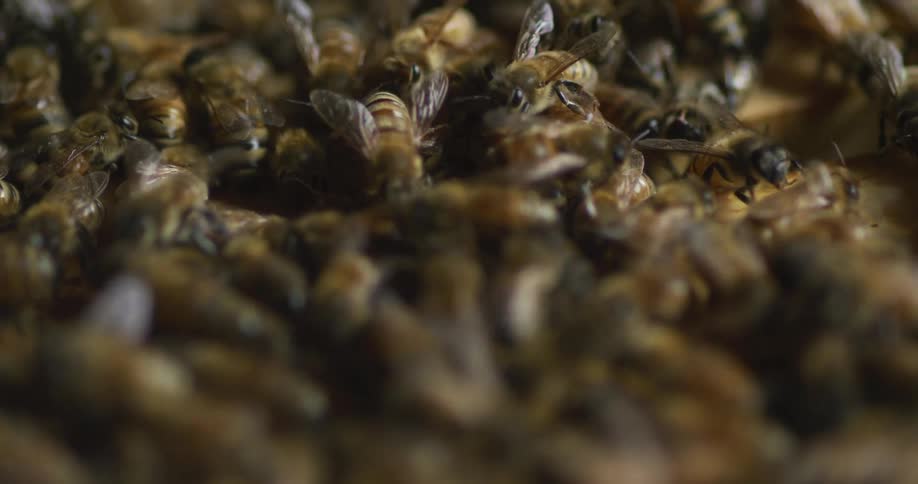 Honey bees climbing and working on a wooden man made hive