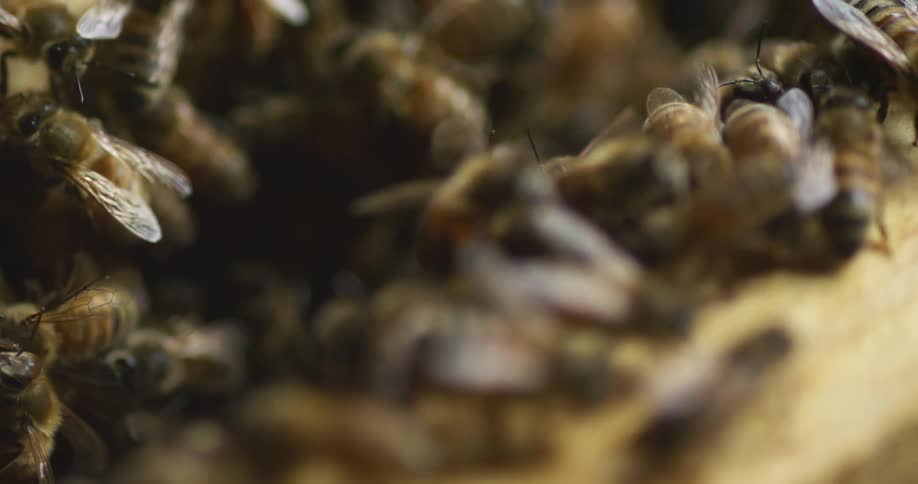 Many bees in a bee box