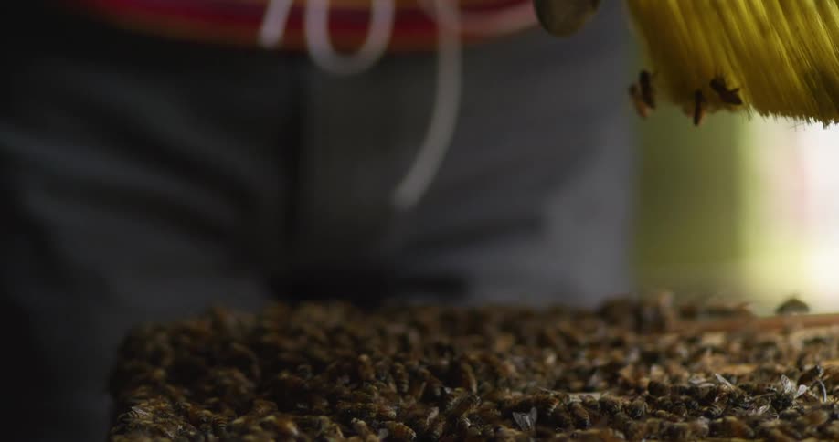 A beekeeper is using a tool on the bees