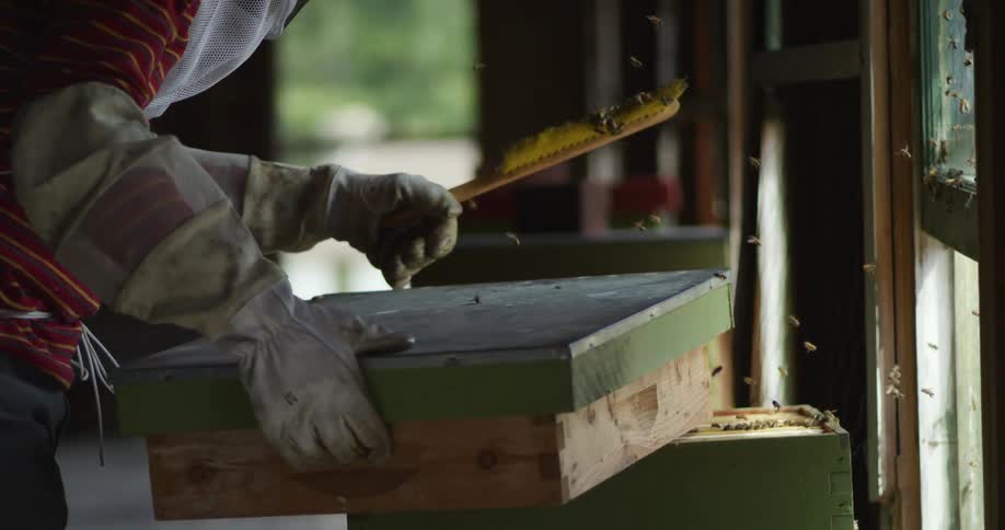 Bees flying around a beekeeper in protective gear