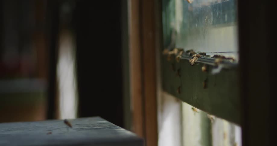 The bees fly around the window