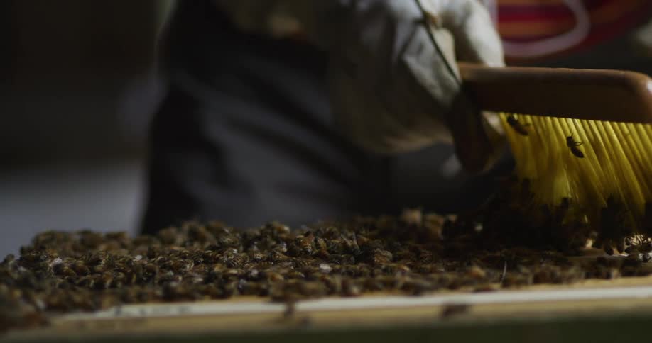 A beekeeper sweeps the bees off a honeycomb panel