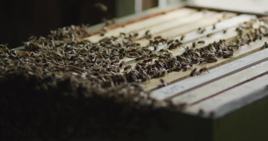 Close up of a swarm of bees over the frames of a wooden indoors beehive