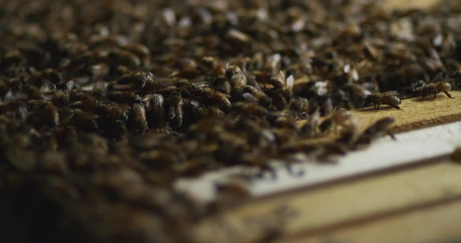 Bee keepers hive with many bees