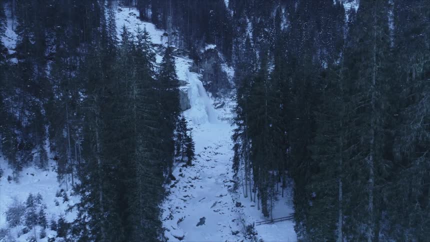 Trees in a snow covered forest