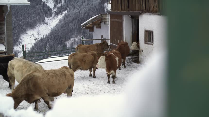 Cows stand and graze in a snow covered barnyard on a mountainside