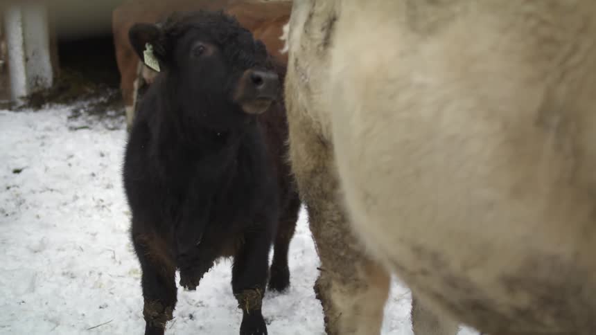 A small black baby cow with tags on its ears standing next to bigger cows outdoors