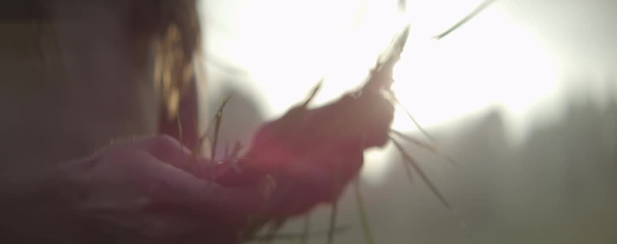 A person breaking grass blades with the hands outdoors at evening