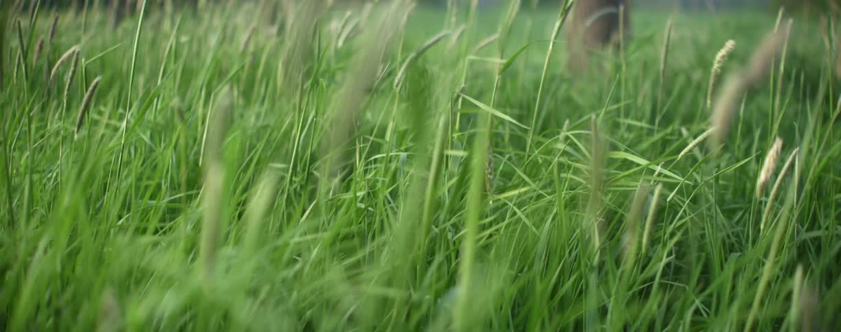 Grass blowing in a field