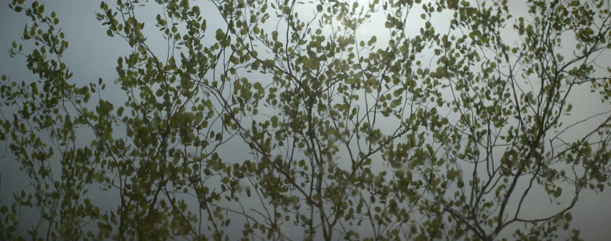 The green leaves and branches of a tree reflected in the surface of the water ripple and wave