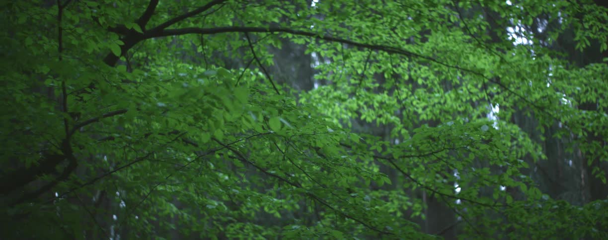 Leaves on trees in a forest