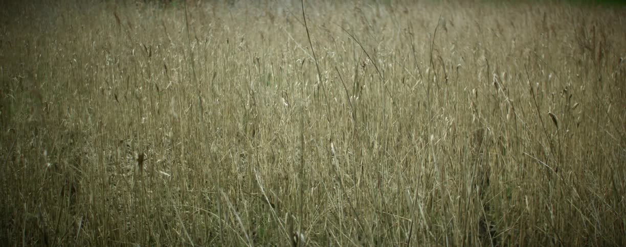 The field is full of tall yellow grass