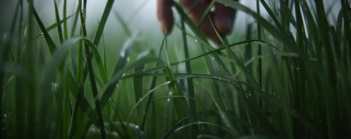 A view of a hand reaching at some grass blades